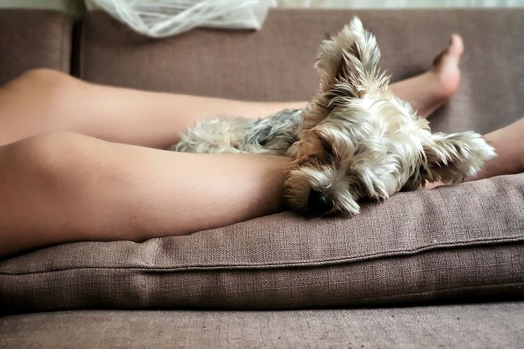 Midsection of a dog sleeping on sofa