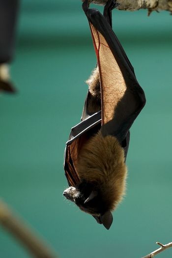 Close-up of bat hanging outdoors