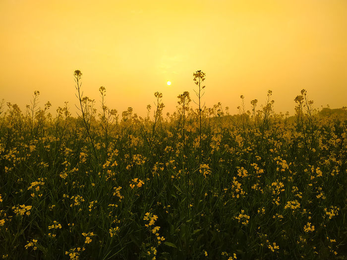 Beautiful golden sunset view between the mustard flowers