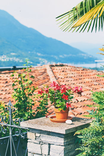 Potted plants against mountains