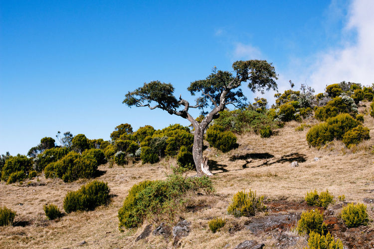 Tree and plants growing on hill against blue sky