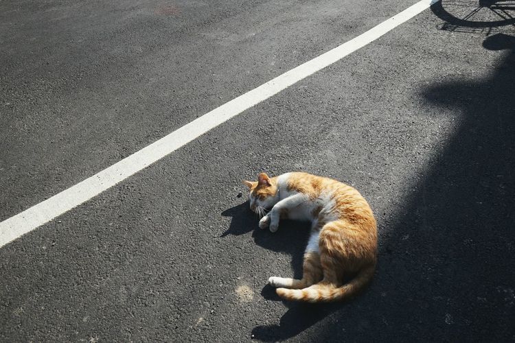 High angle view of cat relaxing on road