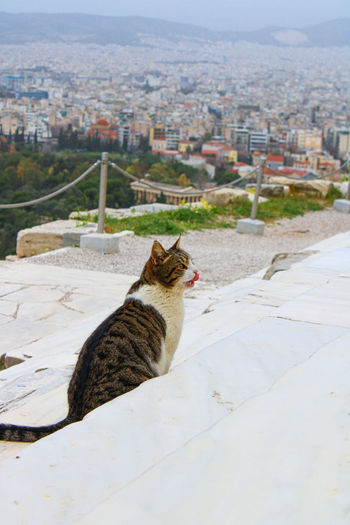 Cat sitting on top of cityscape