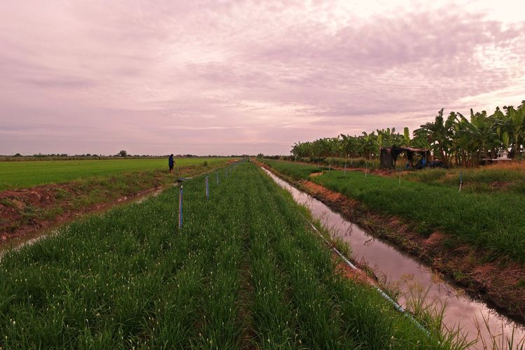Garlic chive, vegetable planting in lowland condition, thailand
