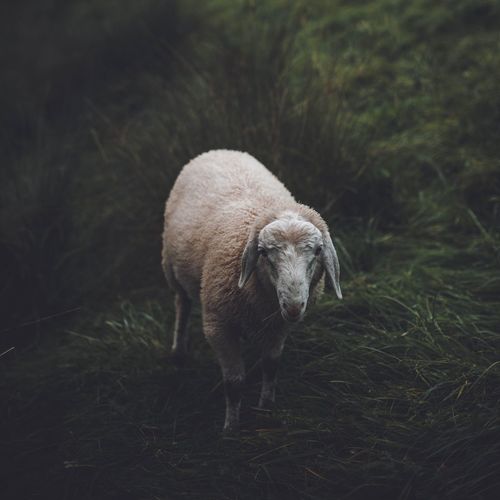Sheep standing on field