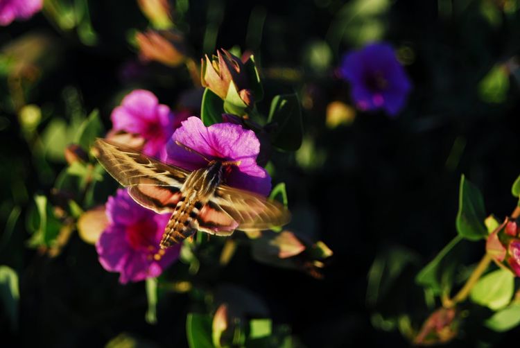 Close-up of honey bee on purple flowers