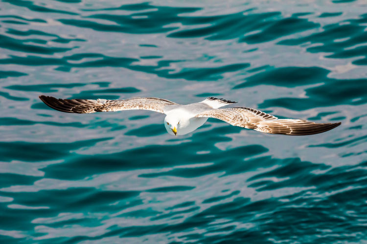 European herring gull, seagull, larus argentatus flying in the summer along the shores of aegean sea