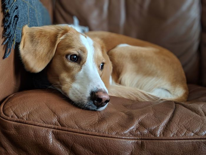 Close-up portrait of dog resting on sofa
