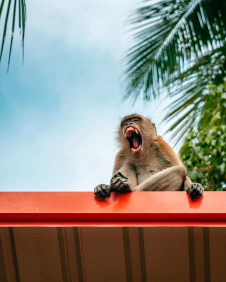 Low angle view of monkey sitting on rooftop 