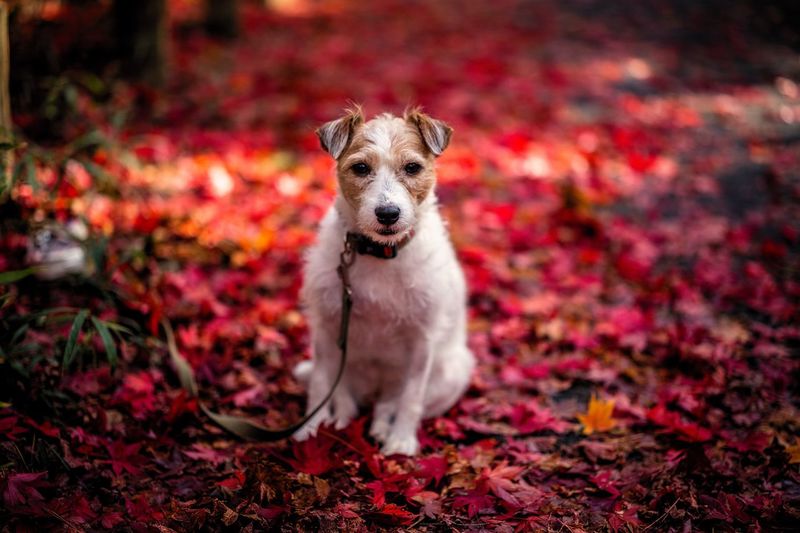 Close-up of dog sitting outdoors