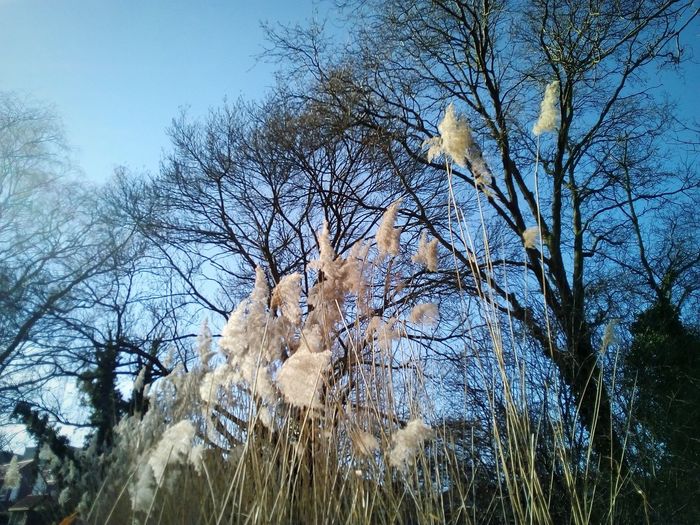 Low angle view of bare trees against sky