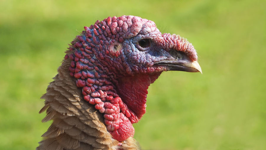 Profile view of turkey outdoors