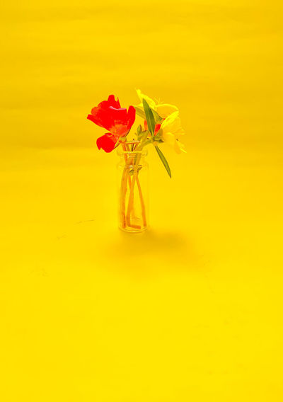 Close-up of red flower against yellow background