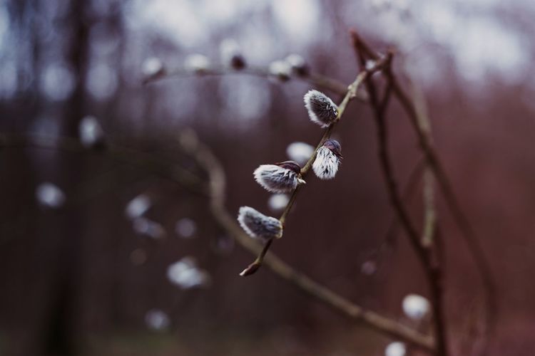 Close-up of flower buds growing on tree during winter
