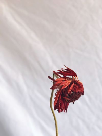 Close-up of red hibiscus flower