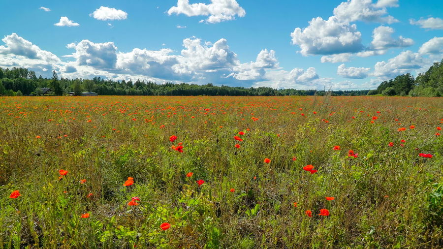 Scenic view of poppy field against sky