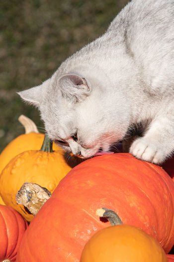 Scottish cat on a pumpkins in a rusty cart, the autumn harvest vegetables