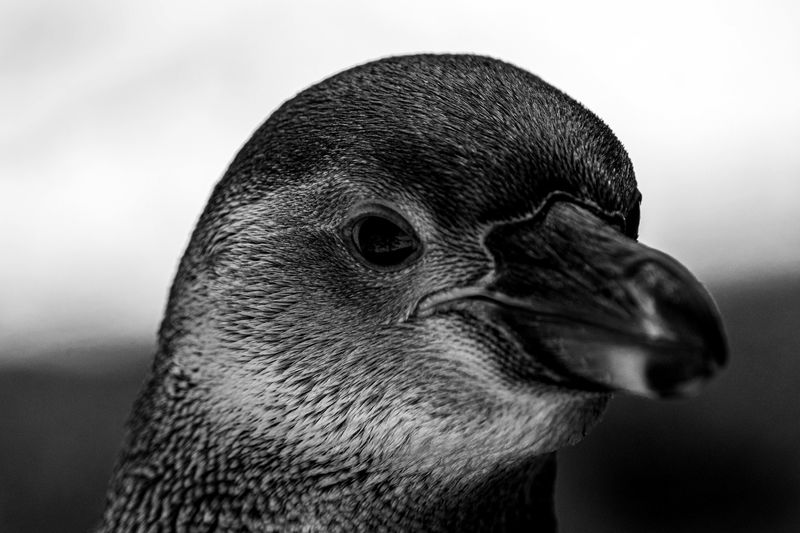 Close-up of an humboldt penguin