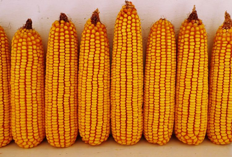 Close-up of sweetcorns arranged side by side