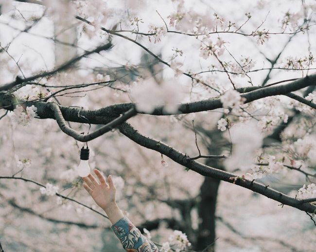Cropped image of woman touching light bulb hanging from flowering tree
