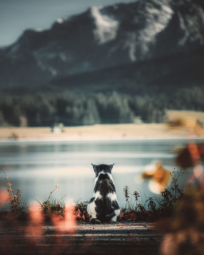 Close-up of dog on lake