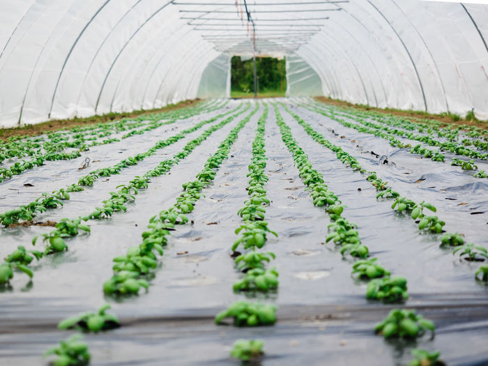 Surface level view of greenhouse