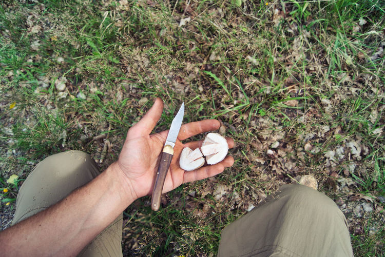 High angle view of man hand holding edible mushroom and knife 