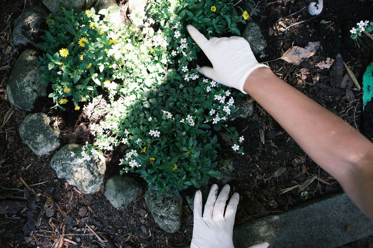Human hand with white protection gloves while gardening