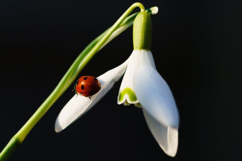 Close-up of insect on flower