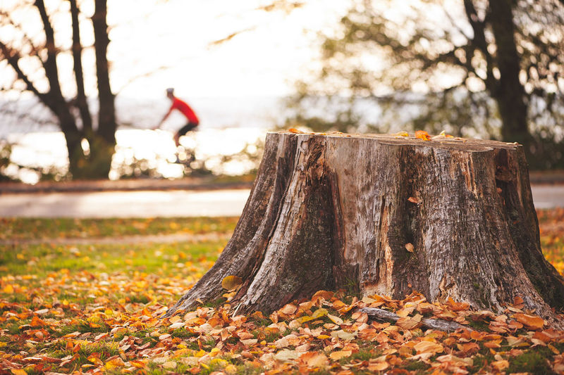 Close-up of tree stump in forest