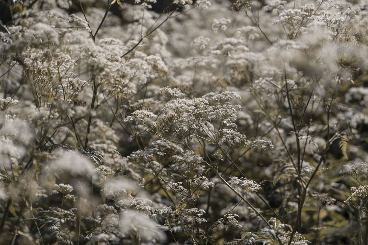 Close-up of flowering plant on field