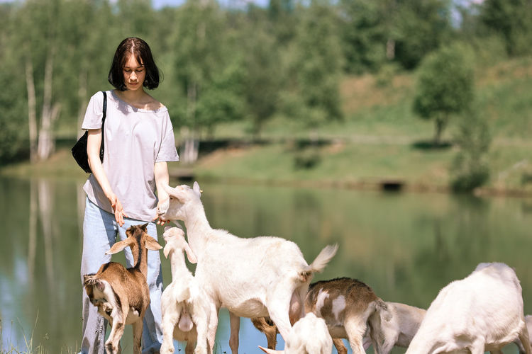 Girl feeds and plays with goats on a farm