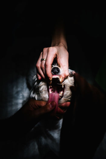 From above of unrecognizable vet doctors putting anesthesia tube in mouth of dog while preparing animal for surgery in dark operating theater