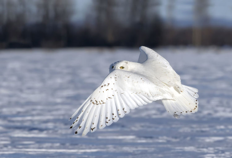 Seagull flying over the sea