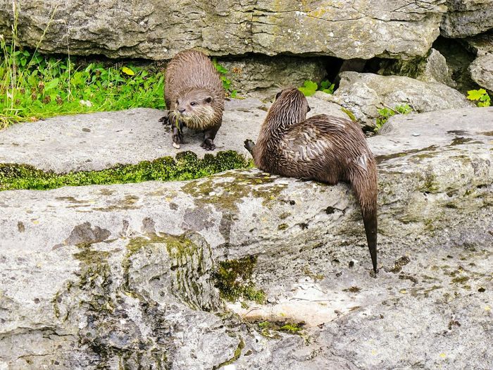High angle view of otters on rock