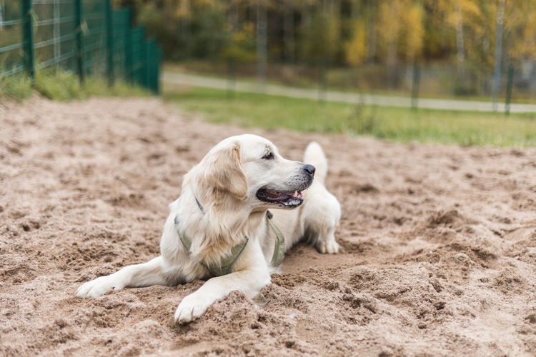 High angle view of golden retriever relaxing on field