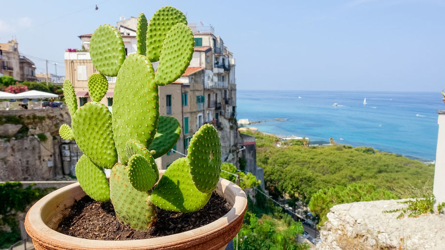 Potted plants by sea against buildings against clear sky