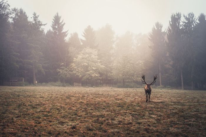 Deer on field in foggy weather