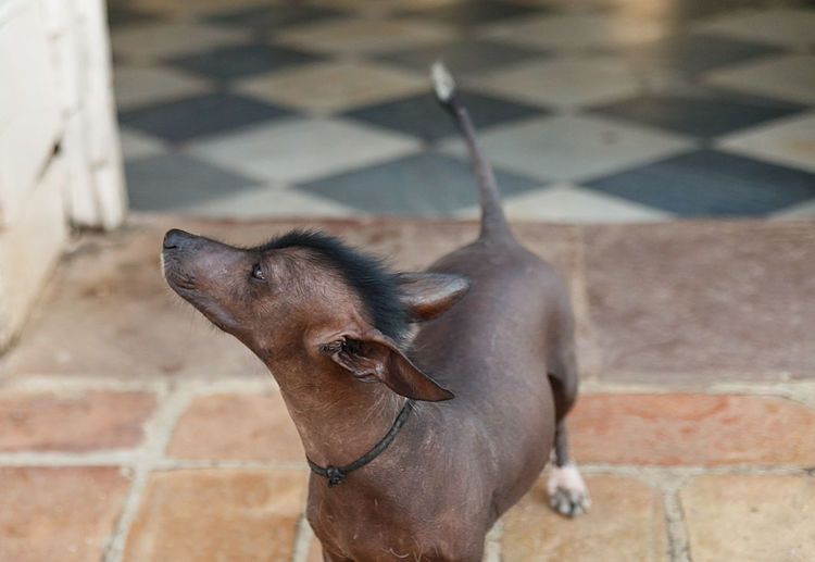 Mexican hairless dog ii , cuba