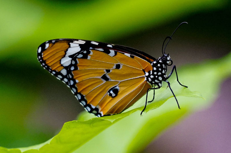 Close-up of butterfly perching on leaf