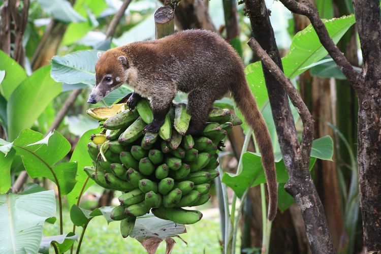 Close-up of a squirrel on tree