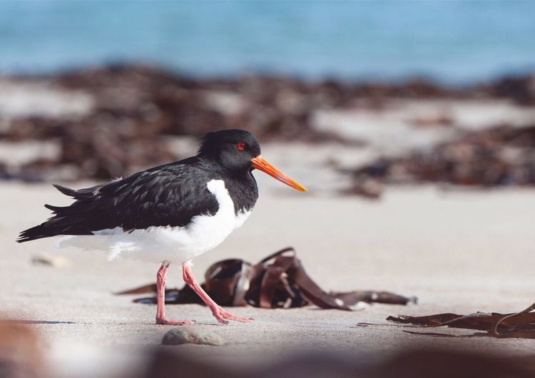 Close-up of oystercatcher on sand at beach