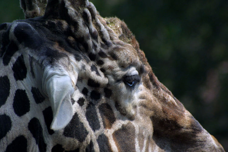 Close-up of a giraffe in zoo