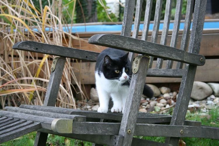 Cat resting on wooden chair