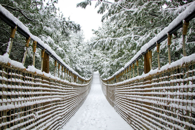 Snow covered footbridge amidst trees in forest