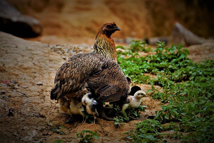 Close-up of a hen with her chicks on field