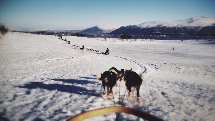 Row of dog sledges walking in snow
