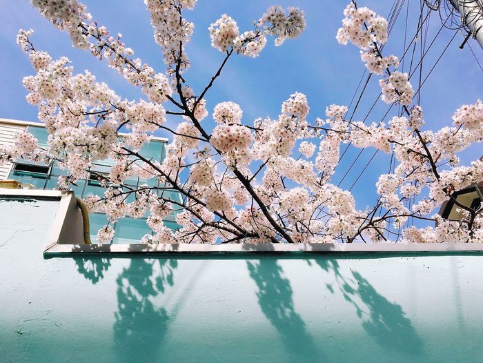 Low angle view of cherry blossom tree
