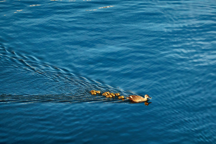 High angle view of bird family swimming in sea