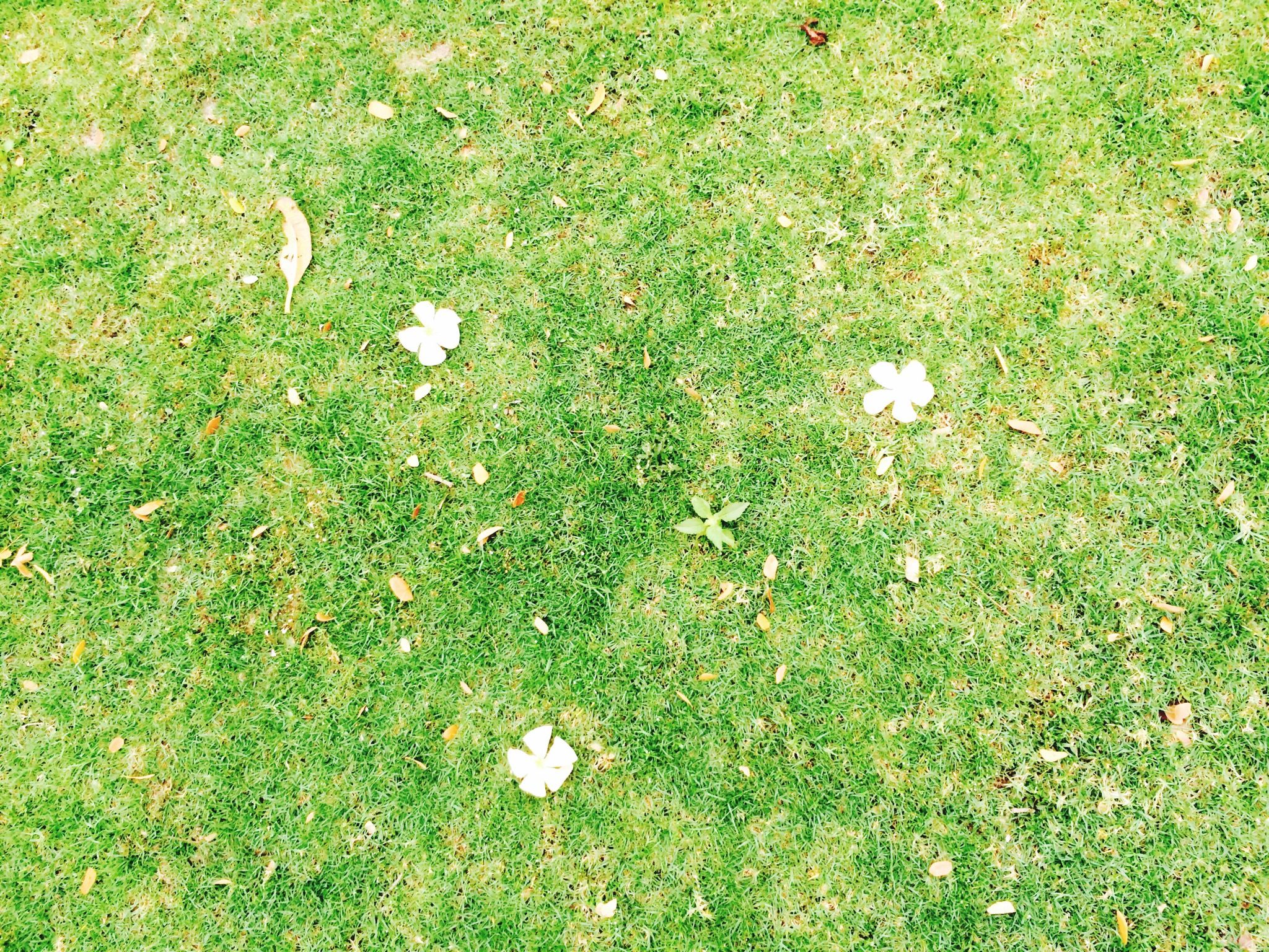 grass, field, white color, grassy, high angle view, green color, growth, nature, white, beauty in nature, day, outdoors, fragility, mushroom, no people, plant, leaf, tranquility, ground, close-up